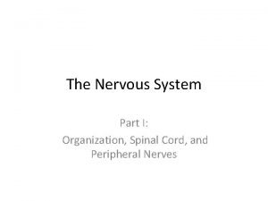 Oculomotor nerve