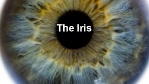 The Iris Physical Properties of the Iris The