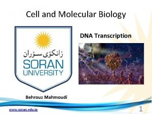 Cell and Molecular Biology DNA Transcription Behrouz Mahmoudi