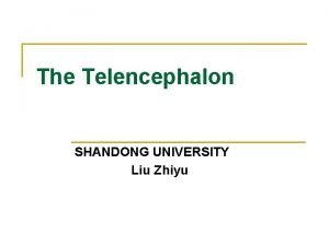 The Telencephalon SHANDONG UNIVERSITY Liu Zhiyu General Appearance
