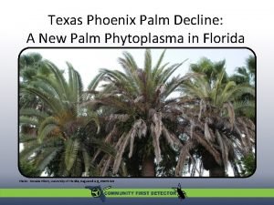 Texas Phoenix Palm Decline A New Palm Phytoplasma