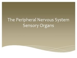 The Peripheral Nervous System Sensory Organs The Eye