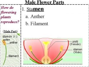 Parts of a female flower