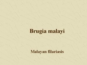 Brugia malayi morphology