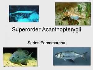 Superorder Acanthopterygii Series Percomorpha Superorder Acanthopterygii Acantho from