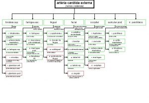 artria cartida externa ramos colaterais tiroideia sup laringe