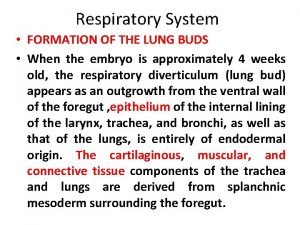 Lung bud