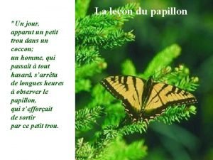 Leon le papillon