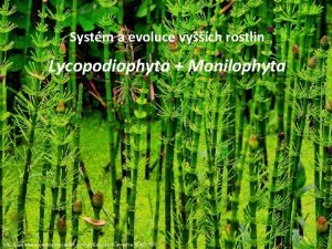 Polypodim