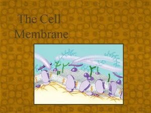 The Cell Membrane Membrane structure Membranes form compartments