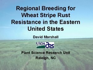 Regional Breeding for Wheat Stripe Rust Resistance in