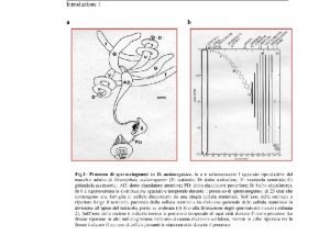 Divisioni asimmetriche a carico delle cellule staminali germinali