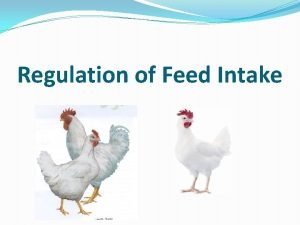 Regulation of Feed Intake Summarized Presented By Ahmed