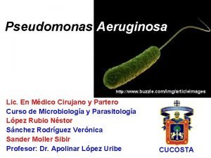 Pseudomonas Aeruginosa http www buzzle comimgarticle Images Lic