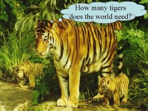 How many tigers in the world