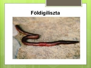 Fldigiliszta Brizomtml szerepe fnyrzkels mozgs vdelem llegzs Nyereg