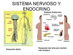 Sistema nervioso anular
