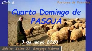 Ciclo A Pastores de Palestina Cuarto Domingo de