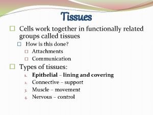Group of cells working together