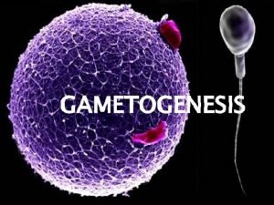 Define gametogenesis
