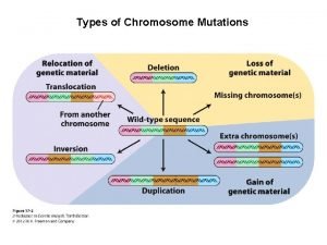 Types of Chromosome Mutations Chromosome Mutations Deletion Deficiency