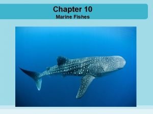 Chapter 10 Marine Fishes Vertebrate Jawless vertebrates jawless