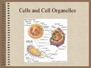 Anton van leeuwenhoek cell theory Anton van leeuwenhoek cell theory