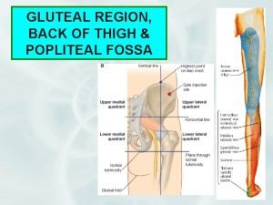 GLUTEAL REGION BACK OF THIGH POPLITEAL FOSSA 1