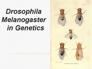 Drosophila Melanogaster in Genetics Outline D melanogaster Definition