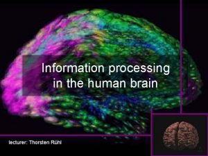 Information processing in the human brain lecturer Thorsten