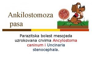 Ankilostomoza pasa Parazitska bolest mesojeda uzrokovana crvima Ancylostoma