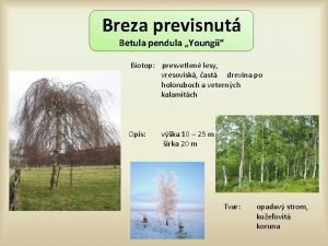 Breza previsnut Betula pendula Youngii Biotop presvetlen lesy