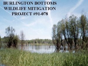 Burlington bottoms