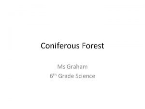 Coniferous Forest Ms Graham 6 th Grade Science