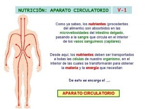 Aparato circulatorio y sus partes