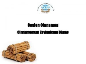 Cinnamomum zeylanicum blume