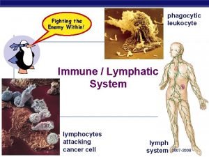 phagocytic leukocyte Fighting the Enemy Within Immune Lymphatic