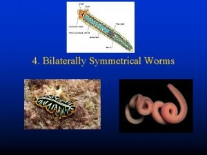 4 Bilaterally Symmetrical Worms 4 Bilaterally Symmetrical Worms