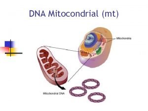 Las mitocondrias