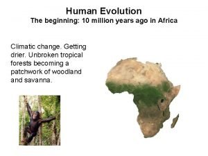 Human Evolution The beginning 10 million years ago