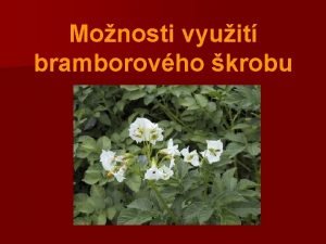 Monosti vyuit bramborovho krobu lilek brambor Solanum tuberosum