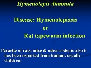 Hymenolepis diminuta Disease Hymenolepiasis or Rat tapeworm infection