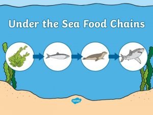Draw the food chain