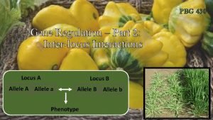 PBG 430 Gene Regulation Part 2 Interlocus Interactions