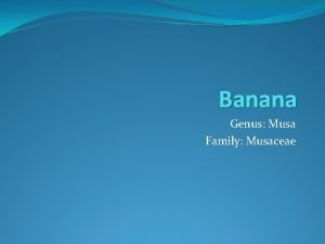 Banana genus