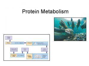 Protein Metabolism Protein Digestion Protein breakdown begins in
