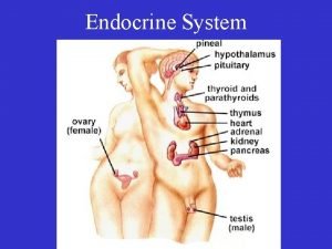 Endocrine System Endocrine System Endocrine glands are composed