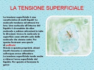 LA TENSIONE SUPERFICIALE La tensione superficiale una caratteristica