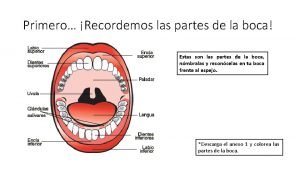 Primero Recordemos las partes de la boca Estas