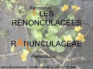 Renoncule LES RENONCULACES RANUNCULACEAE Ranunculus Bases de la